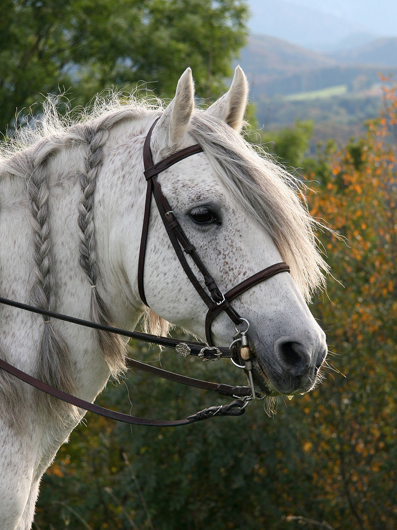 Andalusier | Pferde Wiki | Fandom