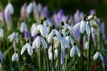 Flower-2157900 960 720-1-