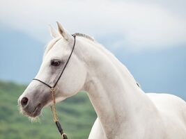 Araber arabisches vollblut vollblueter arabisch schimmel weiss hechtkopf kopf blick sehen aufmerksam edel schoen pflege auge 21465695 xxl-kl-1-