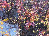 Fall-996286 960 720-1-