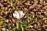 Crocus-2144736 960 720-1-