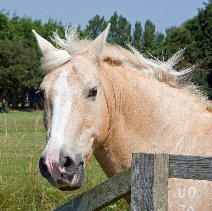 Palomino Pferde Palomino Pferde
