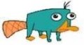 Perry