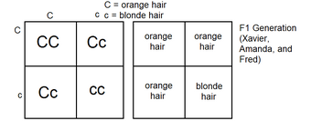 User Blog American Che The Genetics Behind Phineas And Ferb