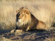 800px-Lion waiting in Namibia