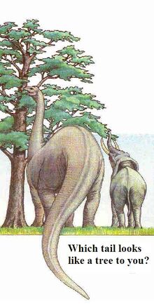 Cedartails