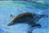 Anim dolphinupdown