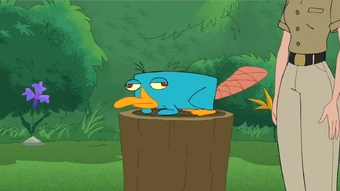 Platypus Phineas And Ferb Wiki Fandom