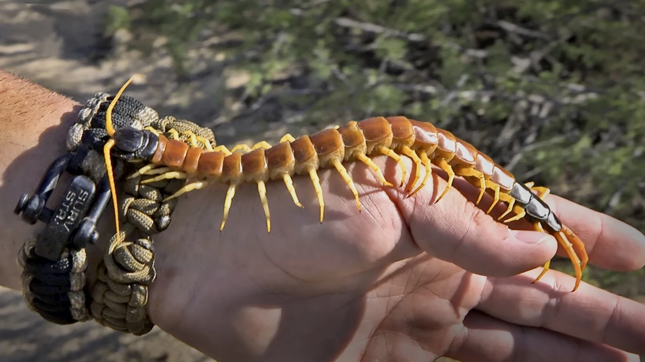 Scolopendrphobia Phobia Wiki FANDOM powered by Wikia