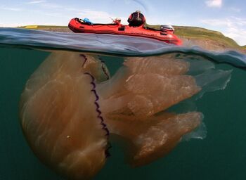 Giant Jellyfish