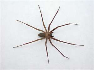 Spiders