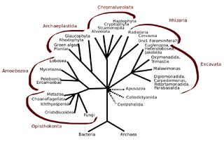 Eukaryota tree.svg