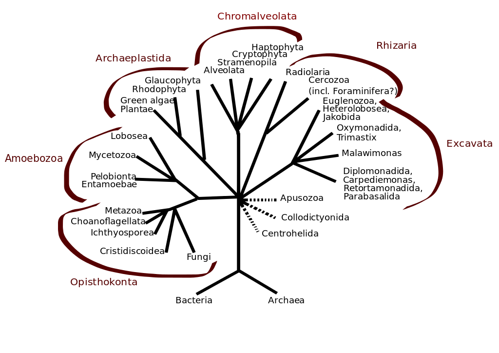 Eukaryota | Phylogeny Wiki | FANDOM powered by Wikia