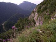 Bystrzyk