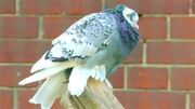 South German Monk Pigeon