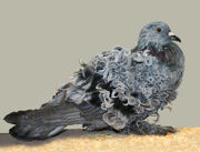 Frillback pigeon