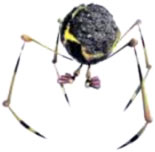 Volatiledweevil