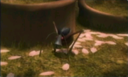 34antennabeetle
