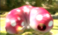 70empressbulblax