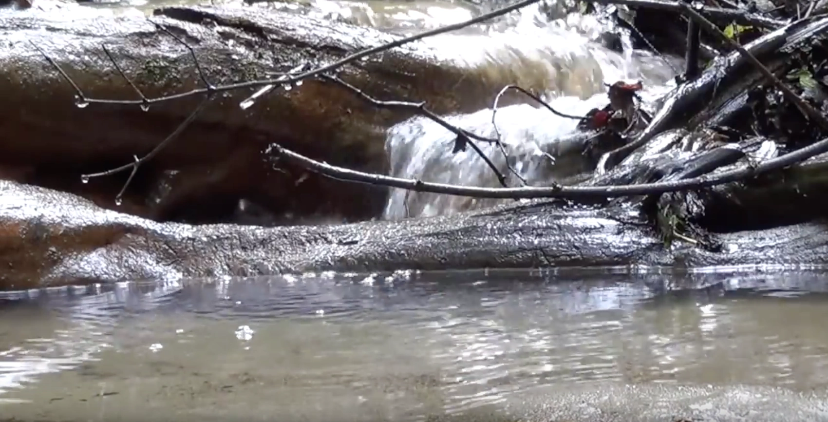 Shifting Jungle | Pikminjake Wiki | Fandom