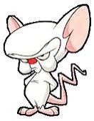 The brain