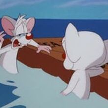 Pinky Pinky And The Brain Wiki Fandom