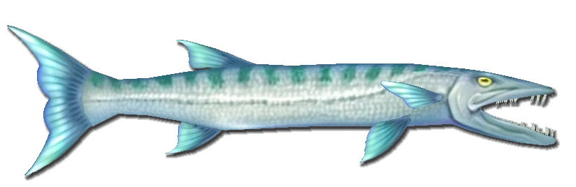 Barracuda | Pirates Online Wiki | FANDOM powered by Wikia