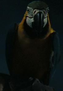Cotton's Parrot