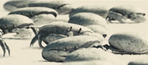 300px-Crabs