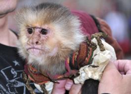 265px-ChiquitaMonkey