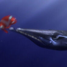 Barracuda Pixar Wiki Fandom