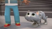 Cute cat (2)