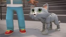 Cute cat (1)