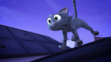 Startled Cat