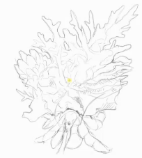 Corsola schizzo