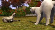 CatsFighting