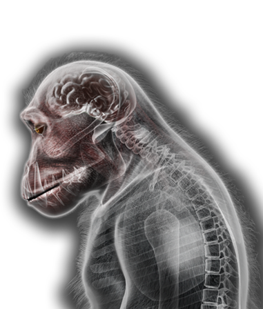 simian flu plague inc simian flu plague inc