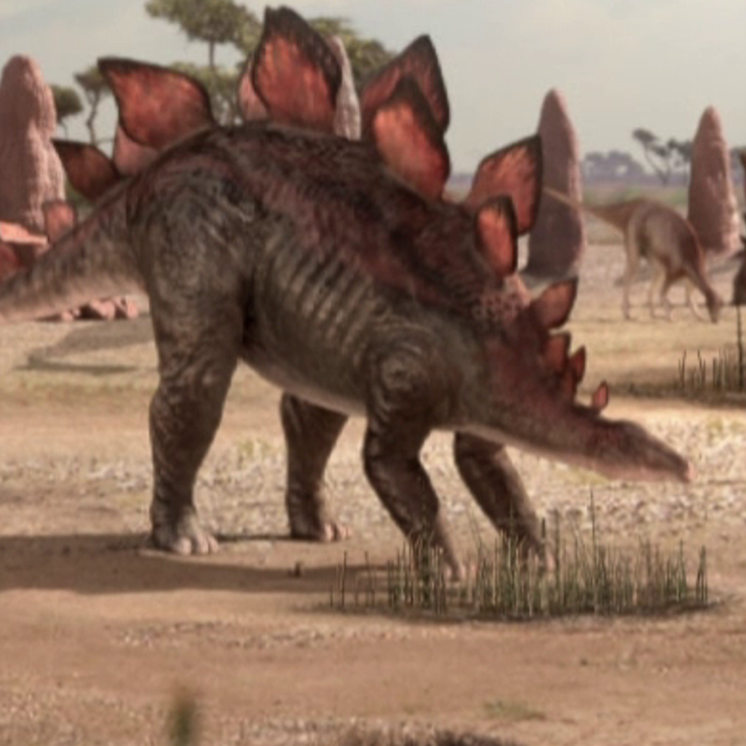 camptosaurus and stegosaurus