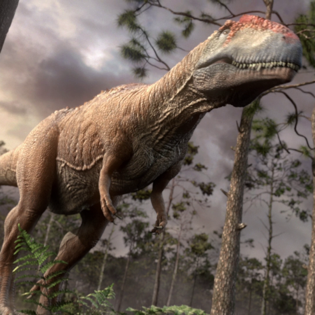 Какой динозавр сильнее. Mapusaurus roseae. Спинозавр Планета динозавров. Мапузавр динозавр. Кархародонтозавр Планета динозавров.