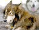 Wo-wolfdog