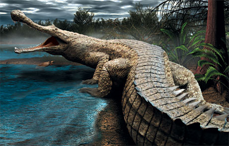 This article is a stub. You can help Planet Fanon Wiki by expanding it. Supercroc (also known as Supercrocodile and Super Crocodile) is a 13 meter long crocodile species endemic to Xentrica....