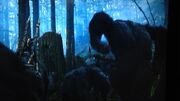 Luca and apes hunting