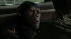Wounded Caesar and Ellie