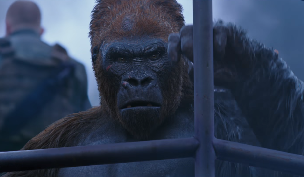 Red | Planet of the Apes Wiki | FANDOM powered by Wikia