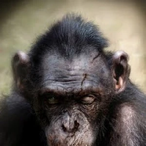 Koba Gallery Planet Of The Apes Wiki Fandom