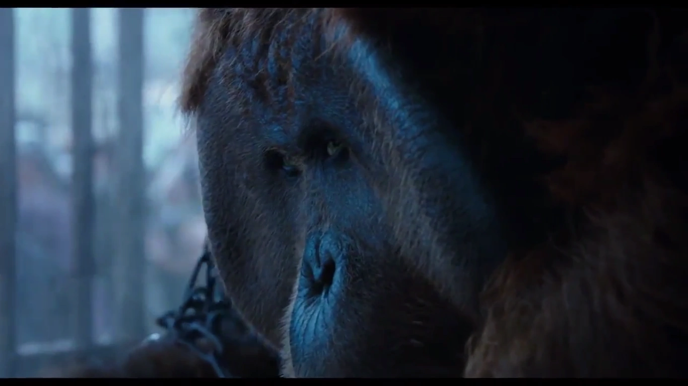 Image Maurice chained.png of the Apes Wiki FANDOM powered by Wikia Image Maurice chained.png of the Apes Wiki FANDOM powered by Wikia