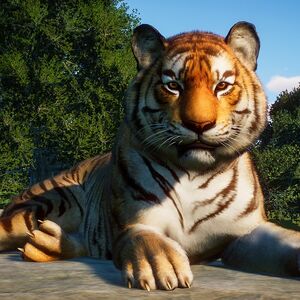 Bengal Tiger Planet Zoo Wiki Fandom