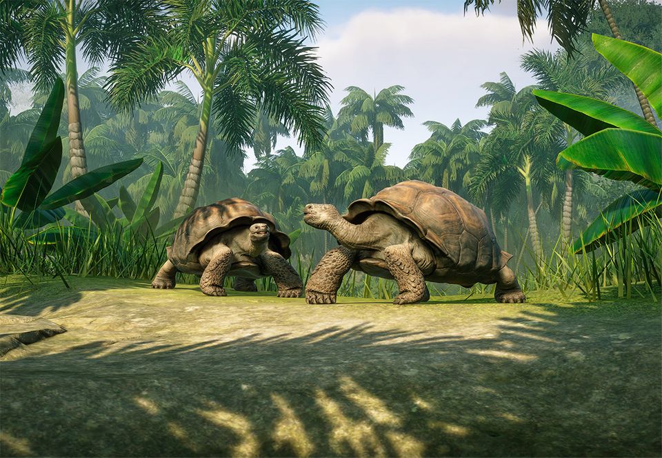 Galapagos Giant Tortoise | Planet Zoo Wiki | Fandom