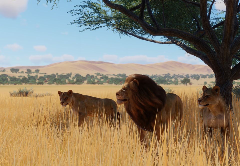 West African Lion | Planet Zoo Wiki | Fandom