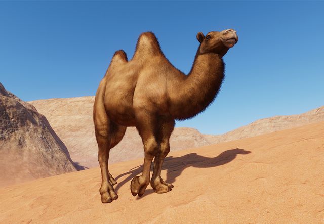 Why Do Camels Have Humps? Reading Comprehension | Heavers ...